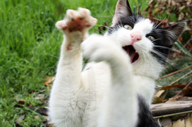 开云在线直播-职业球员缺乏国际赛事实战经验，职业球员缺乏国际赛事实战经验的原因